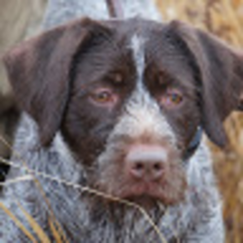 Meet your Posher, Andy